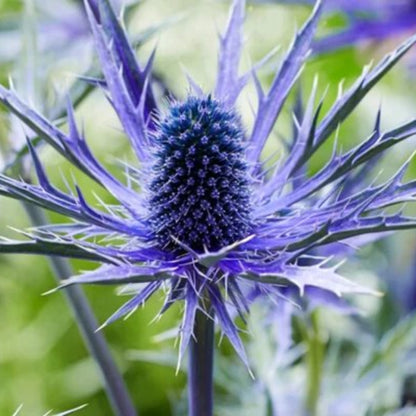 Eryngium Seeds - Heirloom Flower Plant for Home Gardens