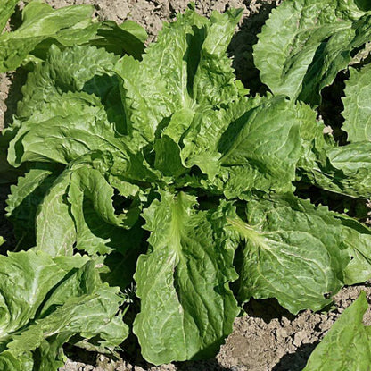 Escarole Seeds - Heirloom Vegetable Plant for Home Gardens