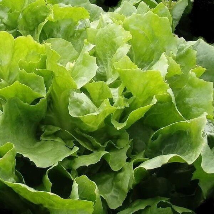 Escarole Seeds - Heirloom Vegetable Plant for Home Gardens