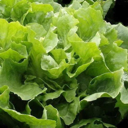 Escarole Seeds - Heirloom Vegetable Plant for Home Gardens