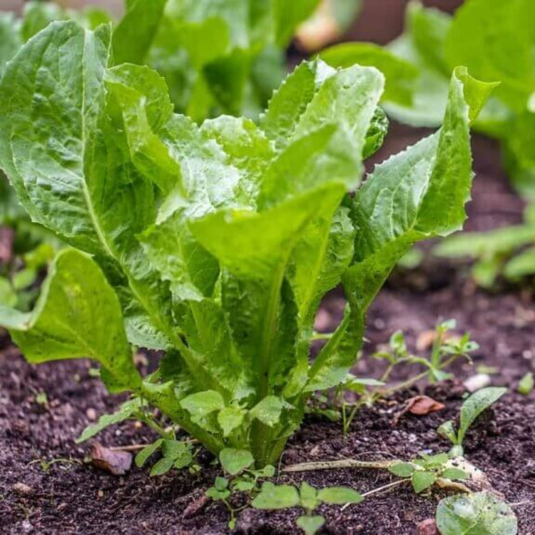 Escarole Seeds - Heirloom Vegetable Plant for Home Gardens