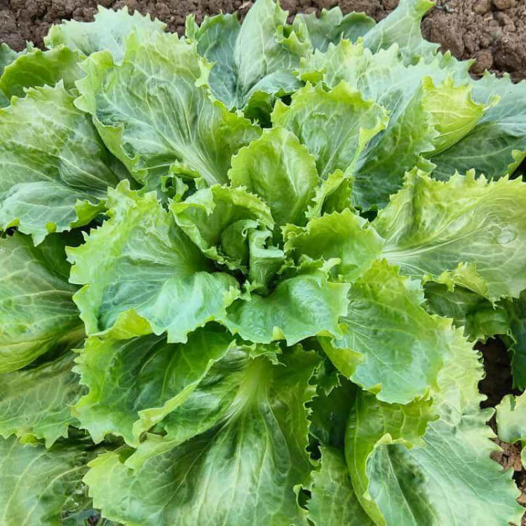 Escarole Seeds - Heirloom Vegetable Plant for Home Gardens