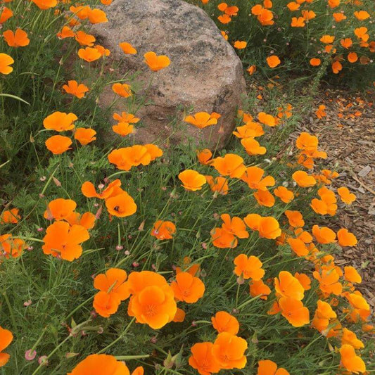 Eschscholzia California Poppy Seeds - Heirloom Flower Plant for Home Gardens