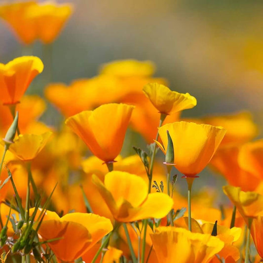 Eschscholzia Californica Seeds - Flower Plant