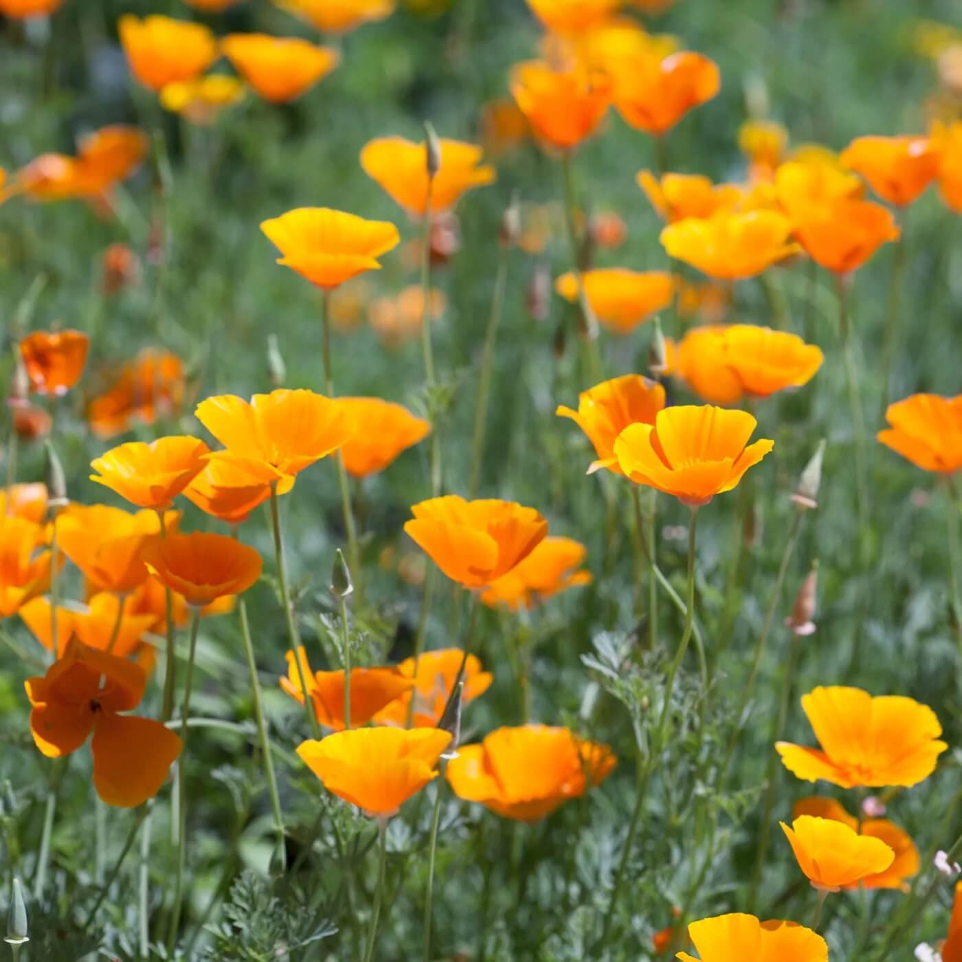 Eschscholzia Californica Seeds - Flower Plant
