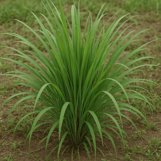 Essential Oil Grass Seeds