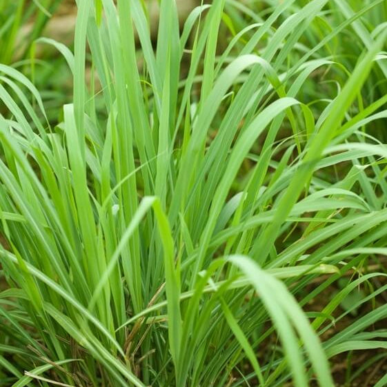 Essential Oil Lemongrass Seeds - Herbal Plant