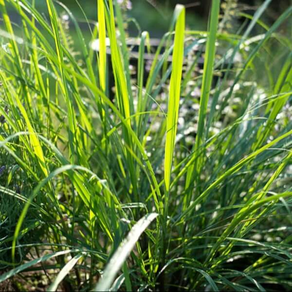 Essential Oil Lemongrass Seeds - Herbal Plant