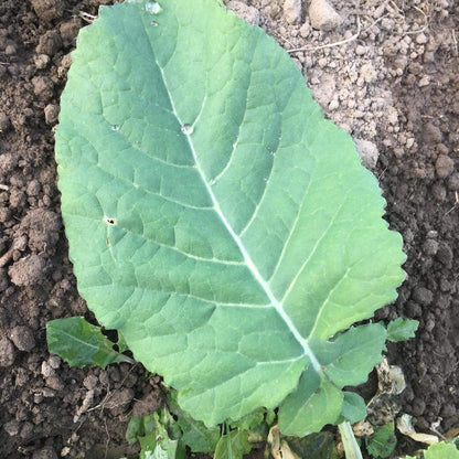 Ethiopian Kale Seeds - Heirloom Veegetable Plant for Home Gardens