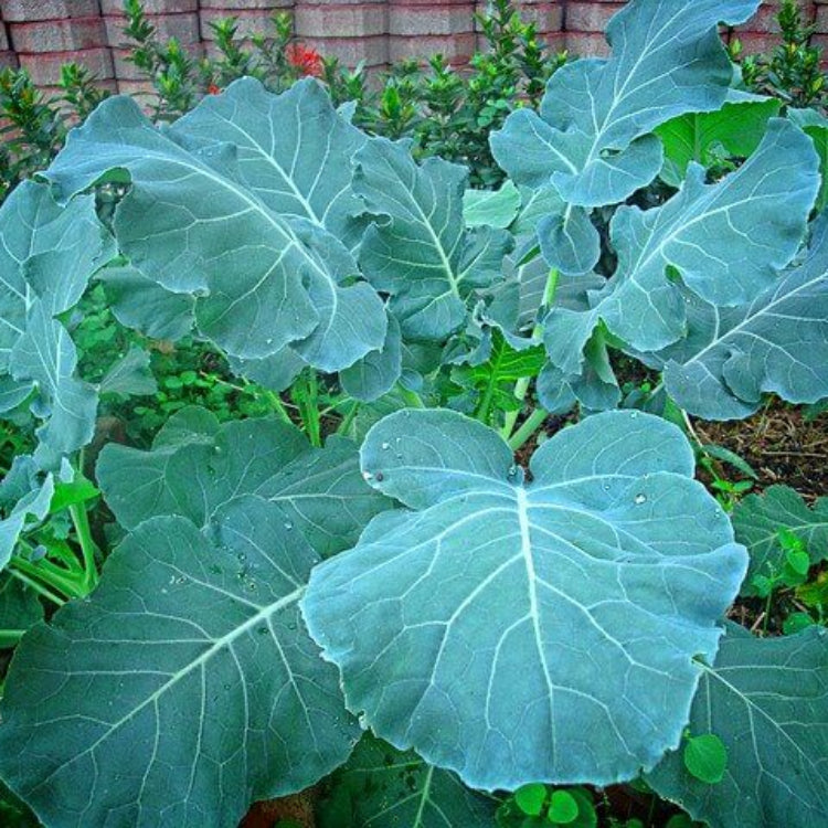 Ethiopian Kale Seeds - Heirloom Veegetable Plant for Home Gardens
