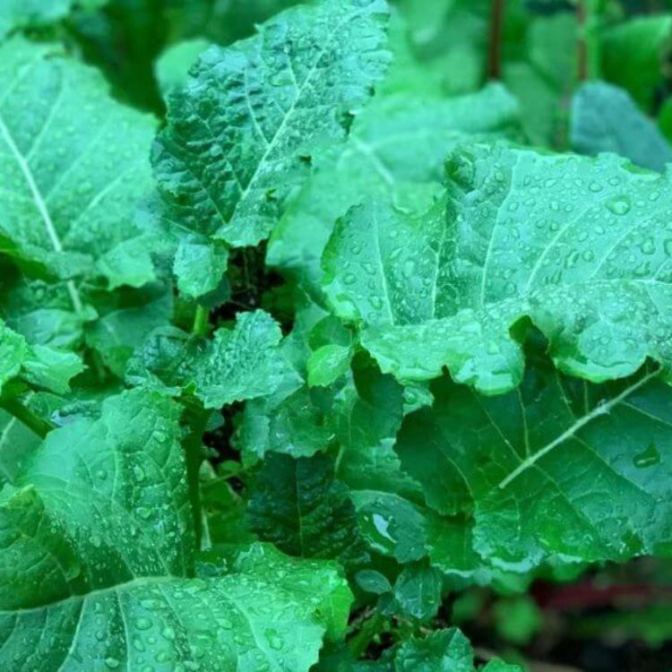 Ethiopian Kale Seeds - Heirloom Veegetable Plant for Home Gardens