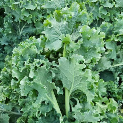 Ethiopian Kale Seeds - Heirloom Veegetable Plant for Home Gardens