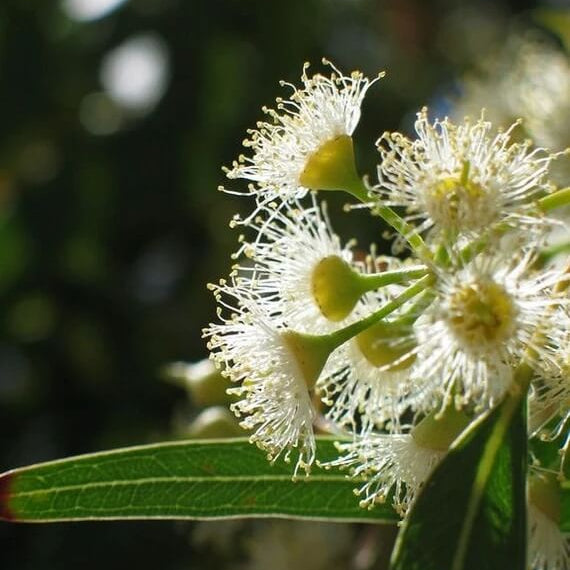 Eucalyptus Camaldulensis Seeds - Herbal Plant