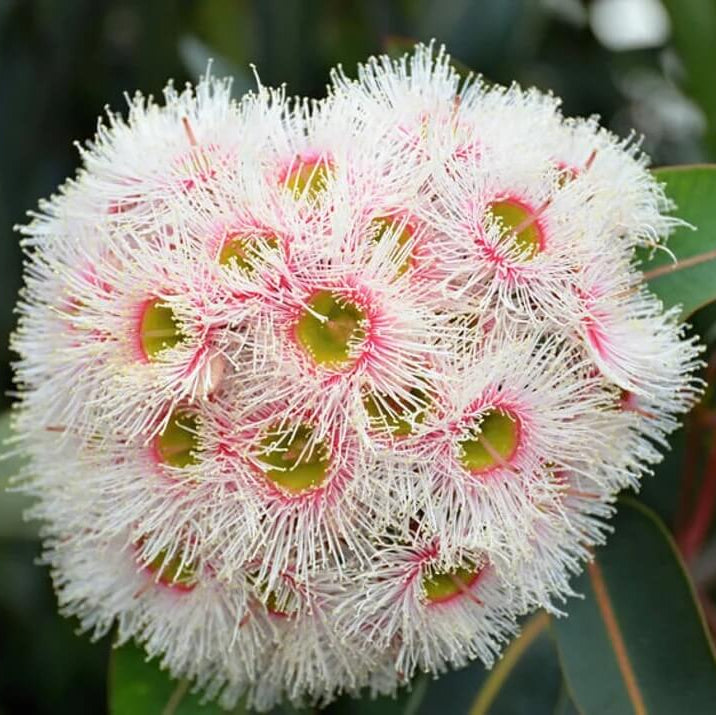 Eucalyptus Camaldulensis Seeds - Herbal Plant