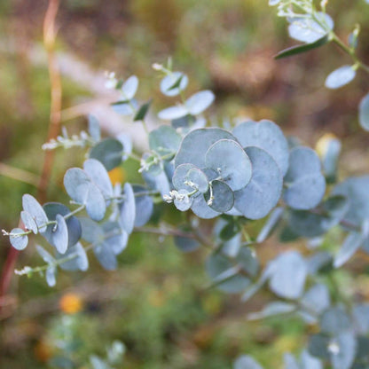 Eucalyptus Cinerea Seeds - Heirloom Flower Plant for Home Gardens