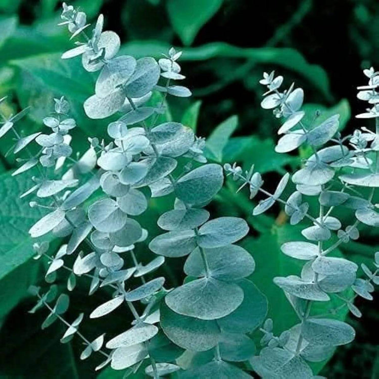 Eucalyptus Cinerea Seeds - Heirloom Flower Plant for Home Gardens