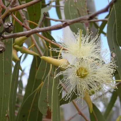 Eucalyptus Globulus Seeds - Herbal Plant
