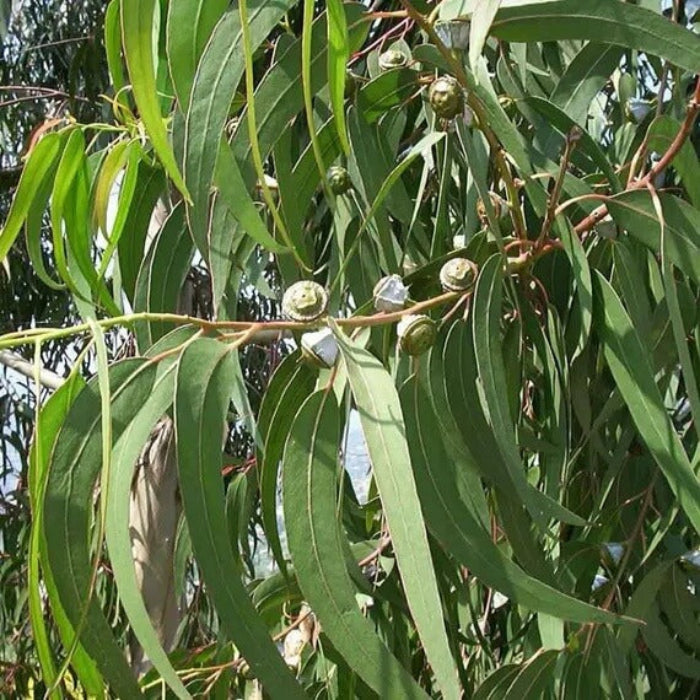 Eucalyptus Globulus Seeds - Herbal Plant