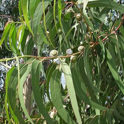Eucalyptus Globulus Seeds - Herbal Plant