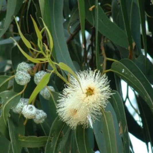 Eucalyptus Globulus Seeds - Herbal Plant