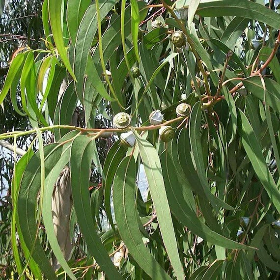 Eucalyptus Globulus Seeds - Herbal Plant