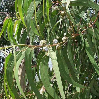 Eucalyptus Globulus Seeds - Herbal Plant