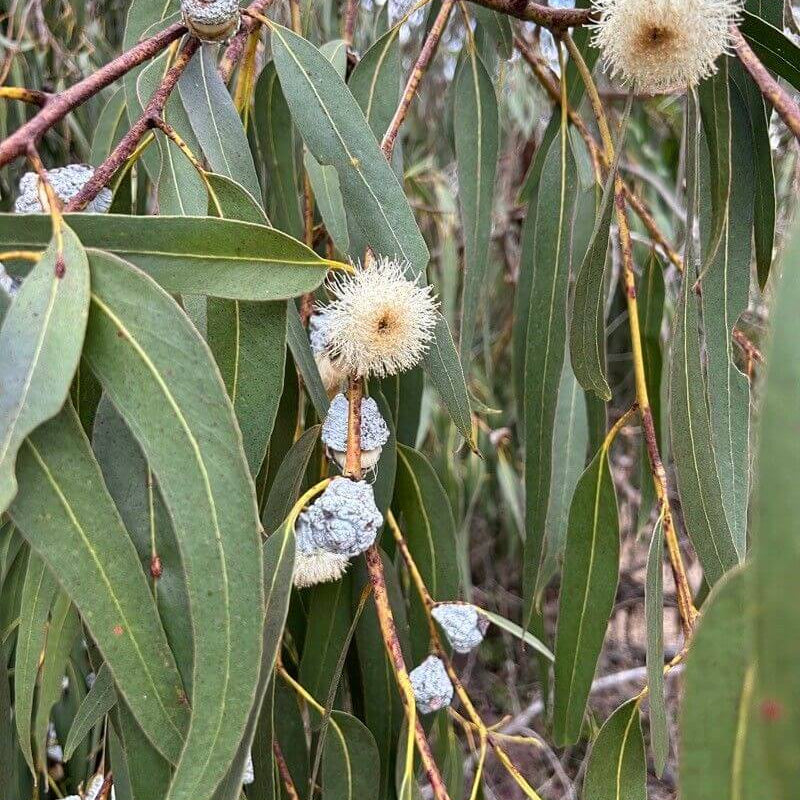 Eucalyptus Globulus Seeds - Herbal Plant