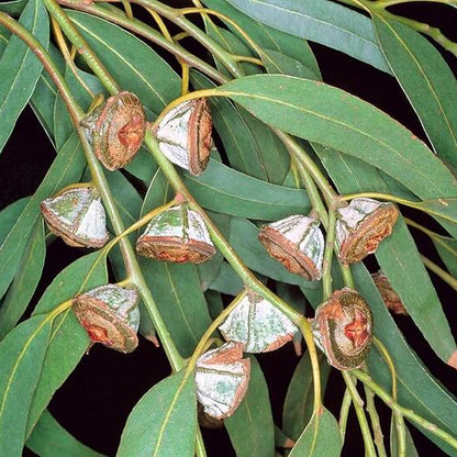 Eucalyptus Globulus Seeds - Herbal Plant