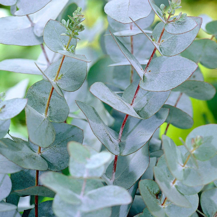 Eucalyptus Gunnii Seeds - Evergreen Ornamental Tree Seeds for Home Gardens