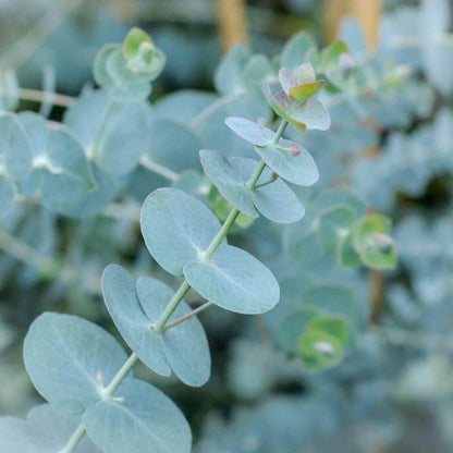 Eucalyptus Gunnii Seeds - Evergreen Ornamental Tree Seeds for Home Gardens