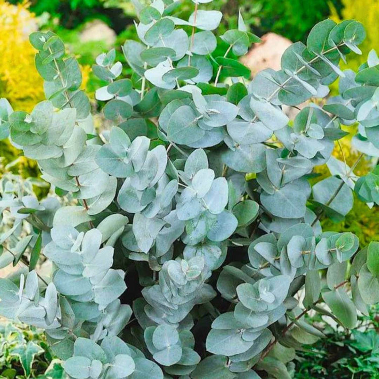 Eucalyptus Gunnii Seeds - Evergreen Ornamental Tree Seeds for Home Gardens