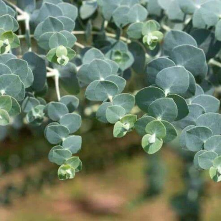 Eucalyptus Gunnii Seeds - Evergreen Ornamental Tree Seeds for Home Gardens