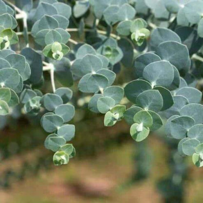 Eucalyptus Gunnii Seeds - Evergreen Ornamental Tree Seeds for Home Gardens