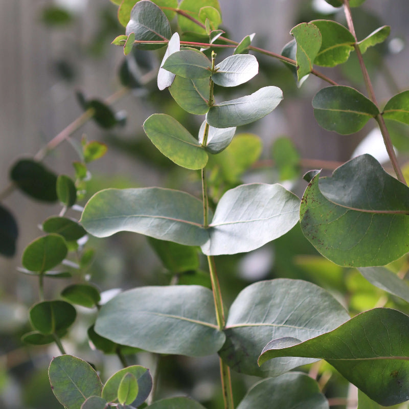 Eucalyptus Neglecta Seeds - Heirloom Flower Plant for Home Gardens