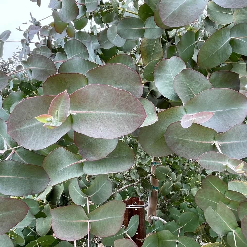 Eucalyptus Neglecta Seeds - Heirloom Flower Plant for Home Gardens