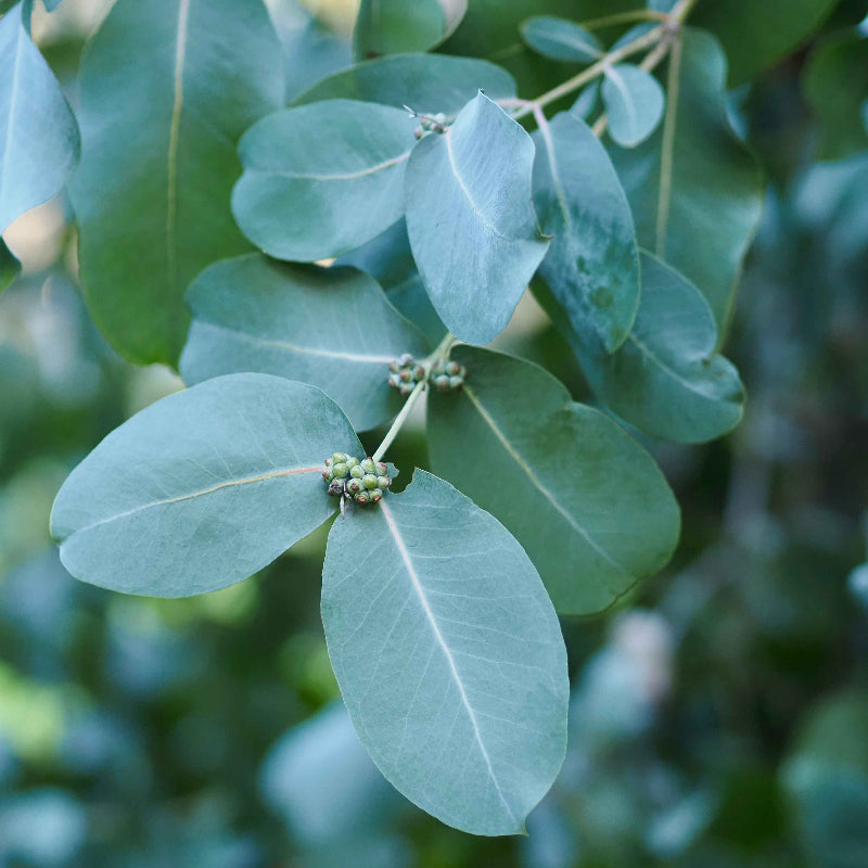 Eucalyptus Neglecta Seeds - Heirloom Flower Plant for Home Gardens