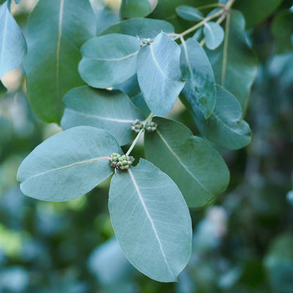 Eucalyptus Neglecta Seeds - Heirloom Flower Plant for Home Gardens