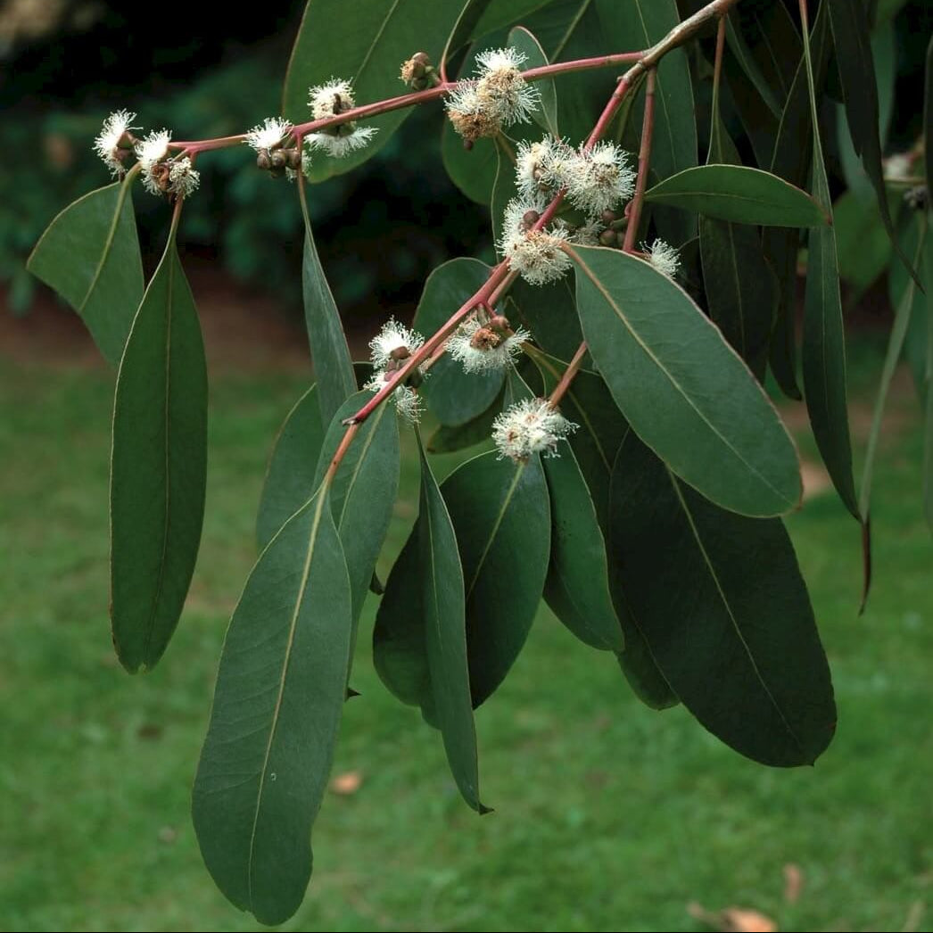 Eucalyptus Neglecta Seeds - Heirloom Flower Plant for Home Gardens