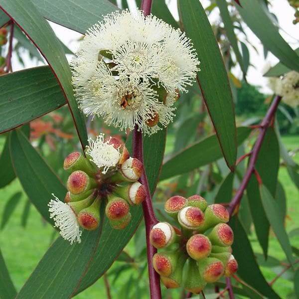Eucalyptus Seeds - Herbal Plant for Home Gardens