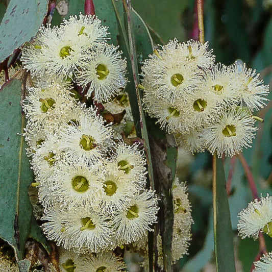 Eucalyptus Seeds - Herbal Plant for Home Gardens
