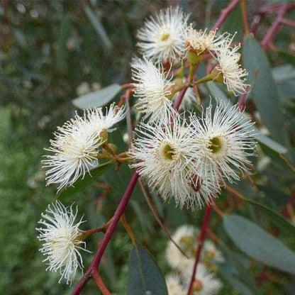 Eucalyptus Seeds For Planting - Ornamental Tree Plant Seeds for Planting
