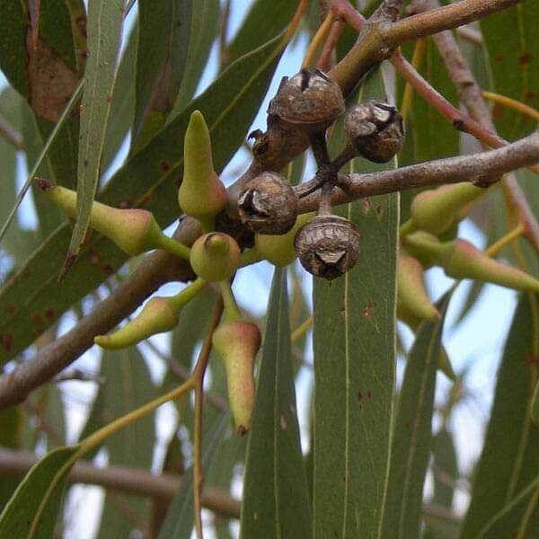 Eucalyptus Seeds For Planting - Ornamental Tree Plant Seeds for Planting