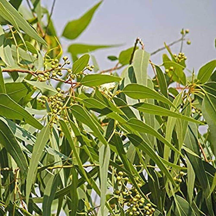 Eucalyptus Seeds For Planting - Ornamental Tree Plant Seeds for Planting