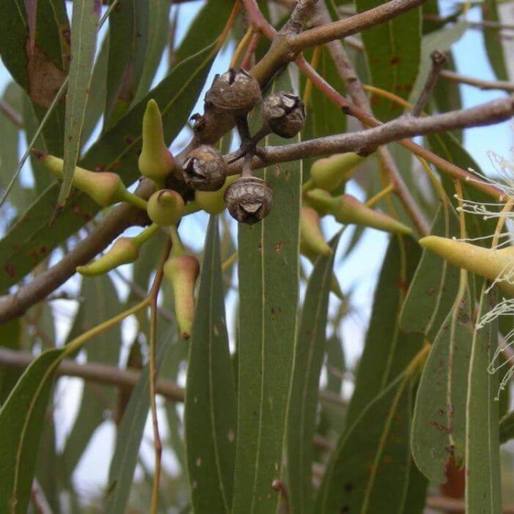 Eucalyptus Seeds For Planting - Ornamental Tree Plant Seeds for Planting