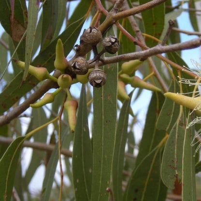 Eucalyptus Seeds For Planting - Ornamental Tree Plant Seeds for Planting
