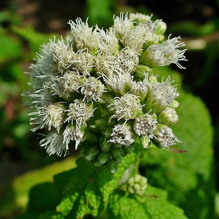 Eupatorium Perfoliatum Boneset Seeds