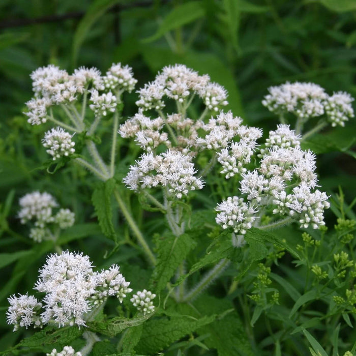 Eupatorium Perfoliatum Boneset Seeds