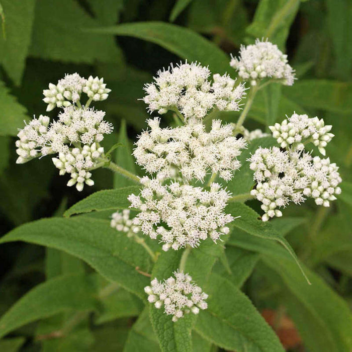 Eupatorium Perfoliatum Boneset Seeds