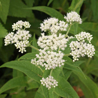 Eupatorium Perfoliatum Boneset Seeds