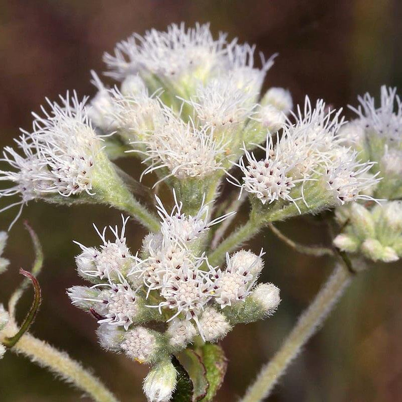 Eupatorium Perfoliatum Seeds - Herbal Plant